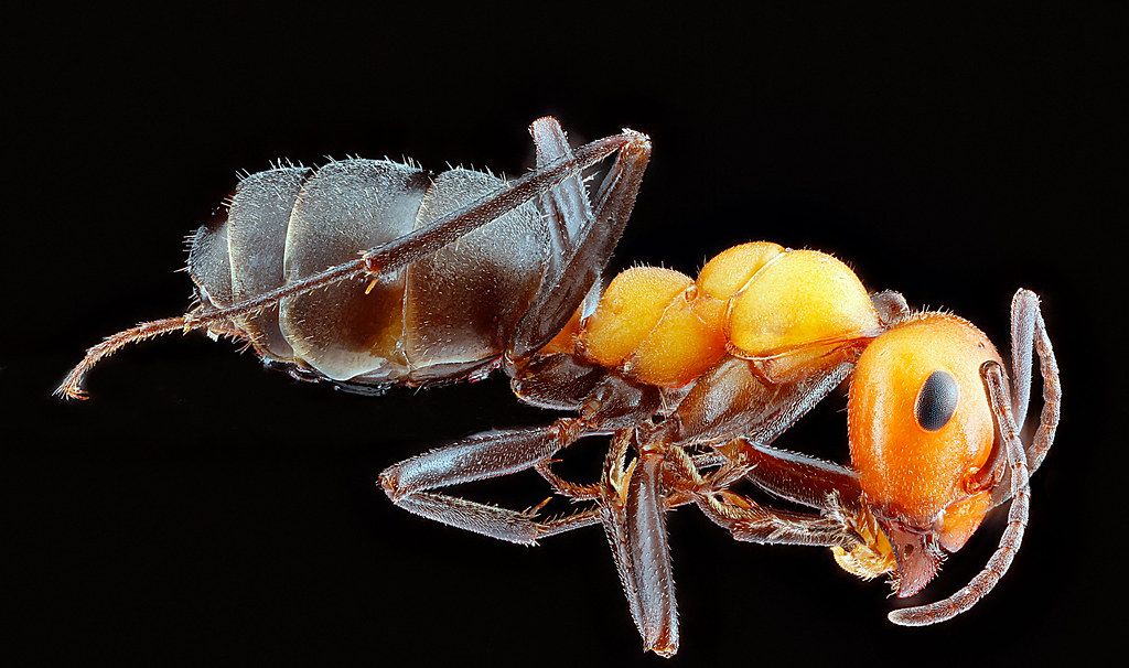 Ant Control service in Muskegon, MI