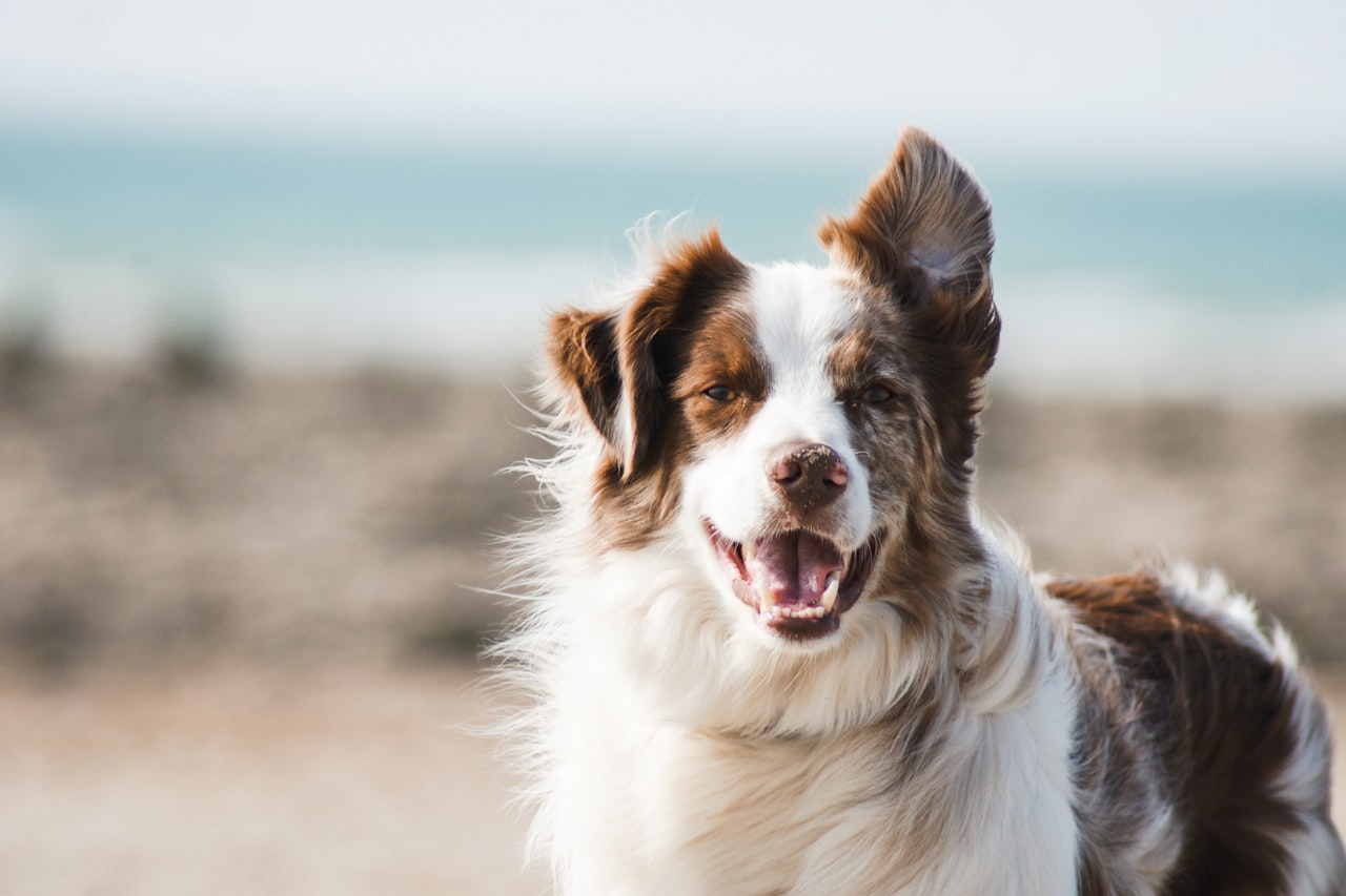 Flea & Tick Control service in Muskegon, MI