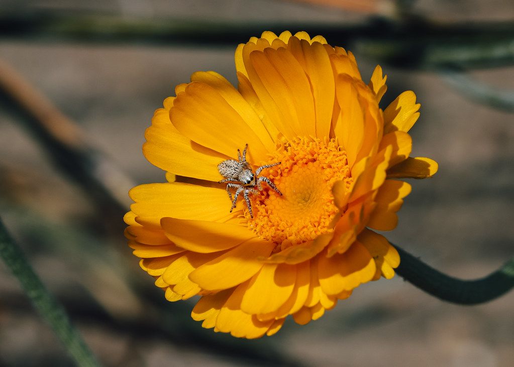 Spider Control service in Muskegon, MI